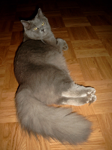 in ihrer Lieblingspose.jpg